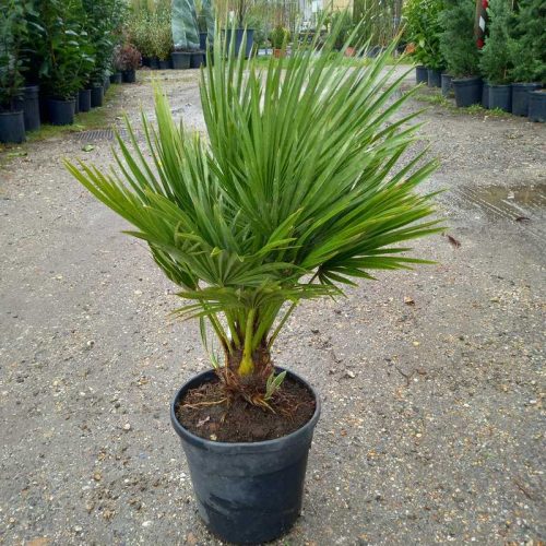 chamaerops humilis vulcano single stem clt 7 - európai törpe pálma 