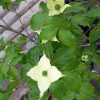 Cornus kousa in varieta’ bush clt 9 - csillagsom