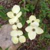 Cornus kousa in varieta bush clt 9 - Csillagsom