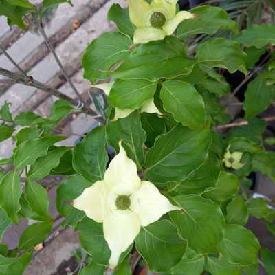 Cornus kousa in varieta’ bush clt 9 - csillagsom
