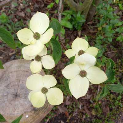 Cornus kousa in varieta bush clt 9 - Csillagsom