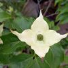 Cornus kousa in varieta’ bush clt 9 - csillagsom