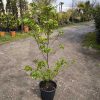 Cornus kousa in varieta bush clt 9 - Csillagsom