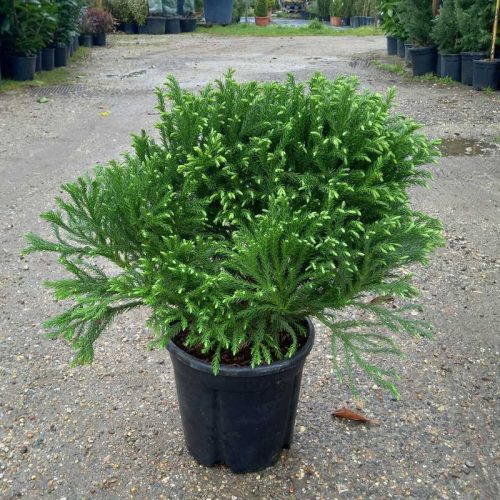 Cryptomeria japonica globosa nana bush clt 9 -  Törpe gömb japán ciprus / Szugifenyő