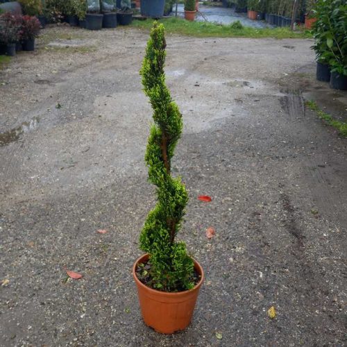Cupressocyparis Leylandii castlewelland gold spiral clt 10 h.100/110 - Arany leylandi ciprus spirál