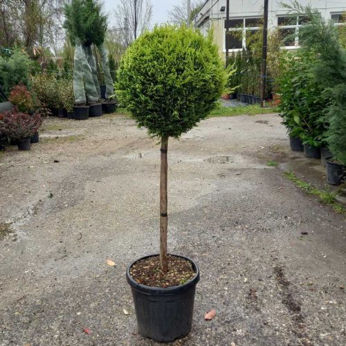 Cupressocyparis Leylandii Castlewelland Gold 1/2 standard clt 20 sth.70 - Arany leylandi ciprus törzses gömb