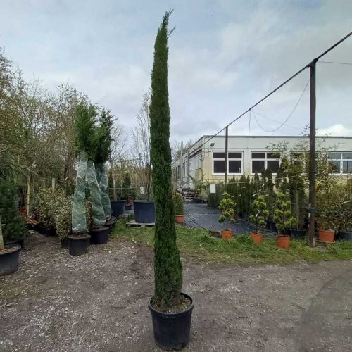 Cupressus sempervirens totem bush clt 45 h.250/300 - Oszlopos európai ciprus