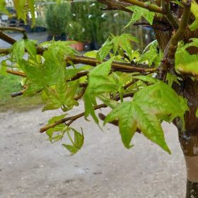   Liquidambar styraciflua gumball 1/2 standard clt 30 h.150 d.70/80 - törzses gömb ámbrafa