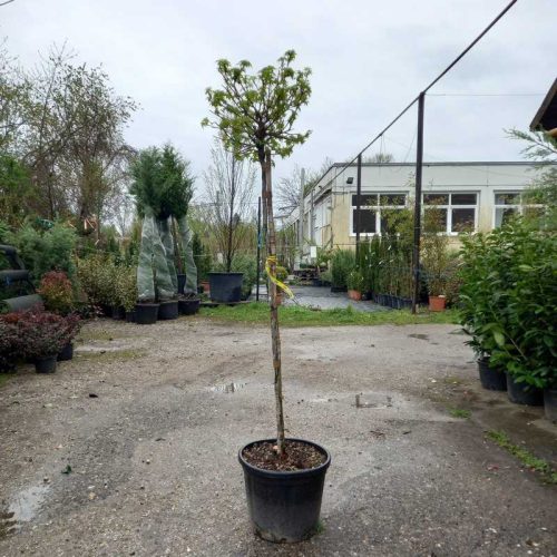 Liquidambar styraciflua gumball 1/2 standard clt 30 h.150 d.70/80 - törzses gömb ámbrafa