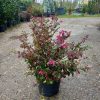 Loropetalum chinense bush clt 9 - Kínai rojtosvirág