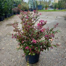   Loropetalum chinense Black Pearl bush clt 9 - Kínai rojtosvirág