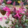 Loropetalum chinense bush clt 9 - Kínai rojtosvirág