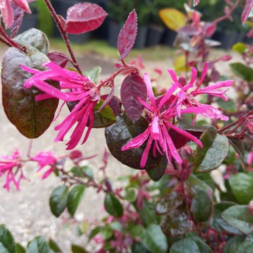Loropetalum chinense Black Pearl bush clt 9 - Kínai rojtosvirág
