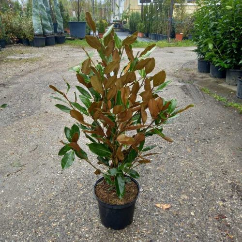 Magnolia grandiflora little gem bush clt 9 - Örökzöld magnólia 