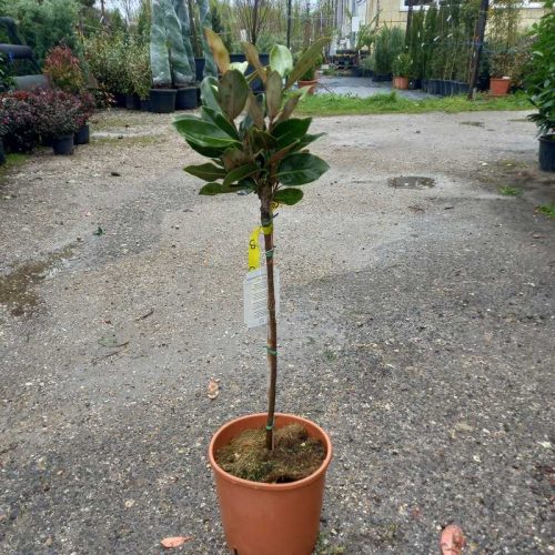 Magnolia grandiflora little gem 1/4 standard clt 9 MT - Örökzöld magnólia 