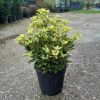 Osmanthus tricolor bush clt 9 - Tarka levelű illatcserje