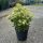 Osmanthus tricolor bush clt 9 - Tarka levelű illatcserje
