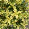 Osmanthus tricolor bush clt 9 - Tarka levelű illatcserje