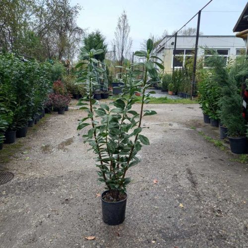 Prunus laurocerasus Novita bush clt 9 - Babérmeggy