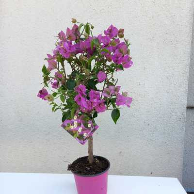 Bougainvillea fa 14 cs- Murvafürt