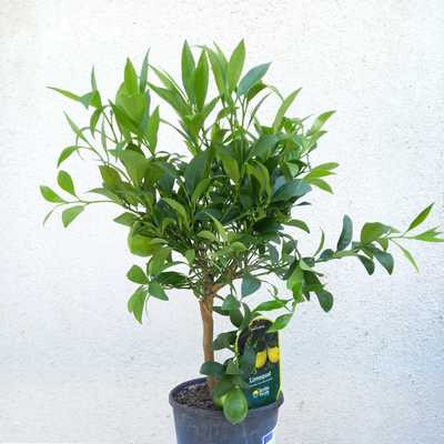 Citrus floridana Limequat- lime és kumquat keresztezése 15 cs
