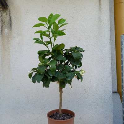 Citrus paradisi Pompelmo - Grapefruit