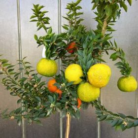   Citrus myrtifolia Chinotto - Mirtuszlevelű törpenarancs 24cs