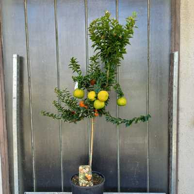 Citrus myrtifolia Chinotto - Mirtuszlevelű törpenarancs 24cs