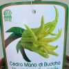Citrus medica mano di Buddha - Buddha keze citrom 20 cs