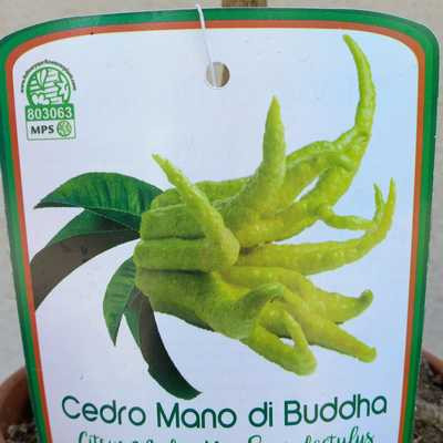 Citrus medica mano di Buddha - Buddha keze citrom 20 cs