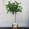 Citrus medica mano di Buddha - Buddha keze citrom 20 cs