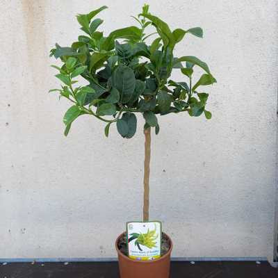 Citrus medica mano di Buddha K22cm MT - Buddha keze citrom 