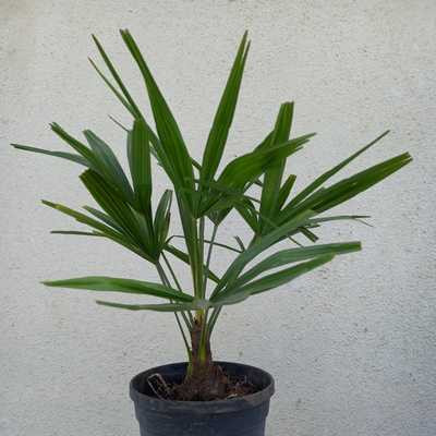 Chamaerops Excelsa / Trachycarpus fortunei - Kínai kenderpálma 19 cs