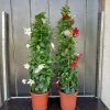 Dipladenia 24 cs- Tölcsérjázmin