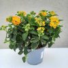 Lantana camara- Sétányrózsa  14 cs