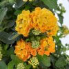 Lantana camara- Sétányrózsa  14 cs