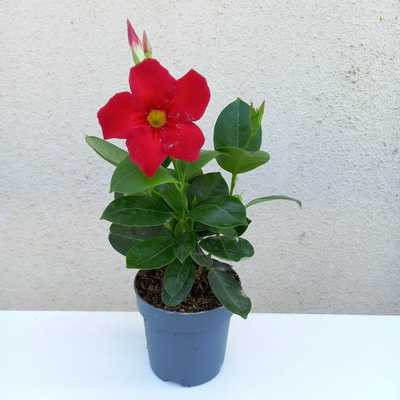 Dipladenia mix 10cs.- Tölcsérjázmin piros
