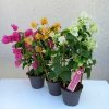 Bougainvillea OV. 12cs - Murvafürt