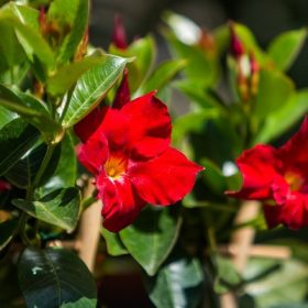 Bougainvillea OV. 12cs - Murvafürt