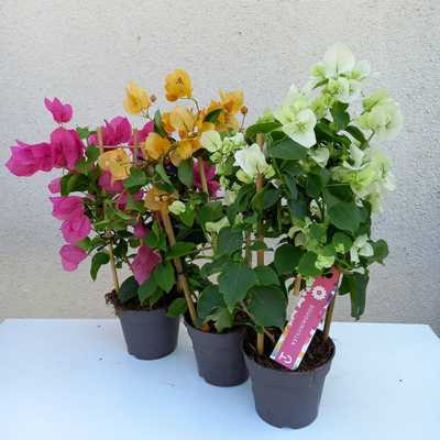Bougainvillea OV. 12cs - Murvafürt