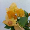 Bougainvillea OV. 12cs - Murvafürt