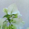 Bougainvillea OV. 12cs - Murvafürt