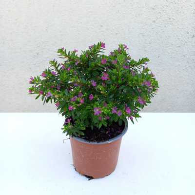 Kuffea 10,5 cm