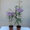 Solanum malacoxylon - Dél-amerikai csucsor - Kék leander