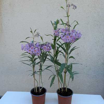 Solanum malacoxylon - Dél-amerikai csucsor - Kék leander