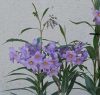 Solanum malacoxylon - Dél-amerikai csucsor - Kék leander