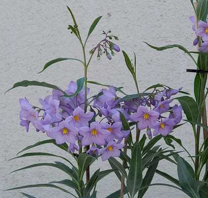 Solanum malacoxylon - Dél-amerikai csucsor / Kék leander