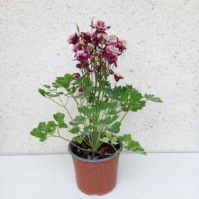 Aquilegia -Harangláb 15 cs