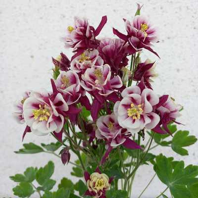 Aquilegia -Harangláb 15 cs