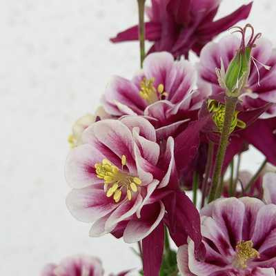 Aquilegia -Harangláb 15 cs